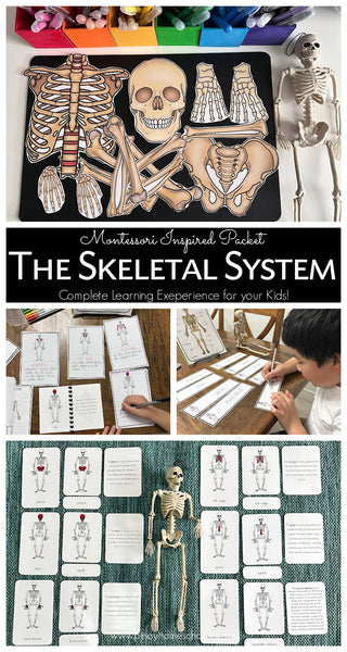 Human Skeleton Montessori 3 Part Cards