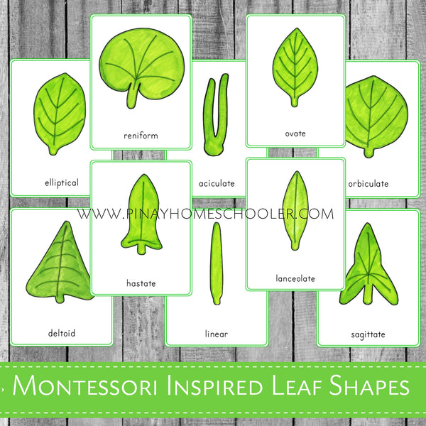 Leaf Shapes Montessori 3 Part Cards