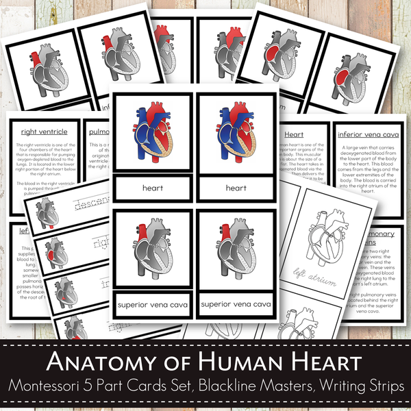 Circulatory System Bundle Pack