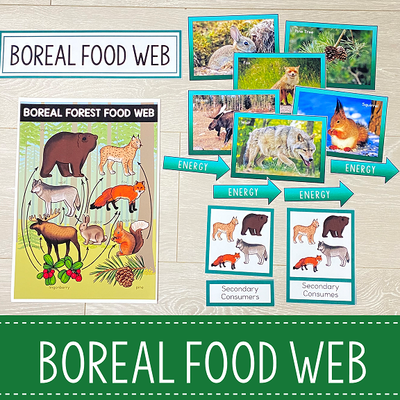 Food Chains and Food Webs Animal Habitat BUNDLE