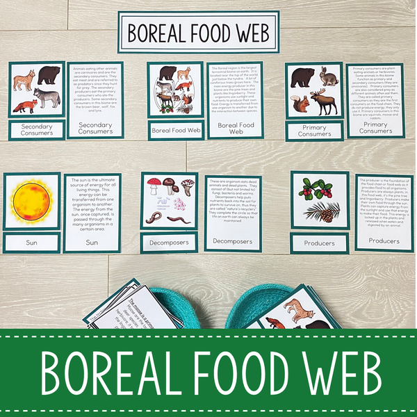 Boreal Forest Biome Food Web and Food Chains Learning Pack
