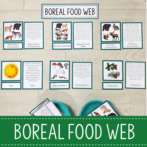 Food Chains and Food Webs Animal Habitat BUNDLE