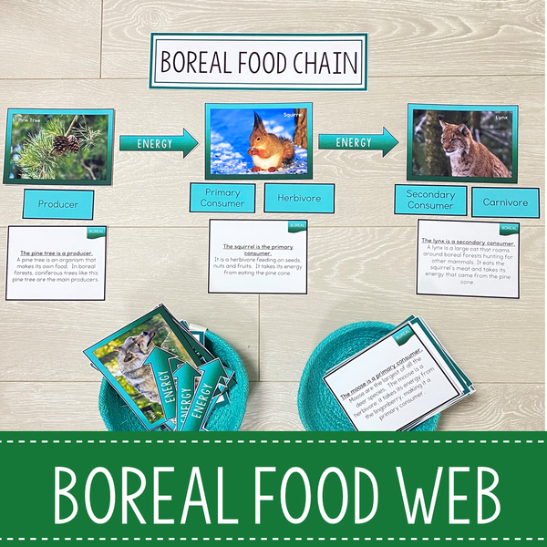 Food Chains and Food Webs Animal Habitat BUNDLE