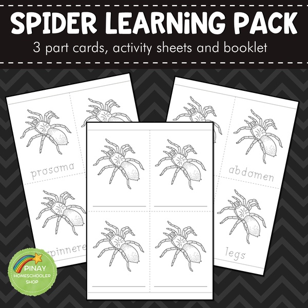 Montessori Parts of a Spider 3 Part Cards