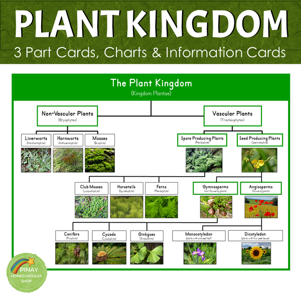 Montessori Plant Kingdom