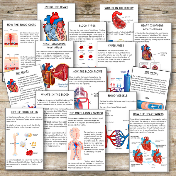 Circulatory System Reading Booklet