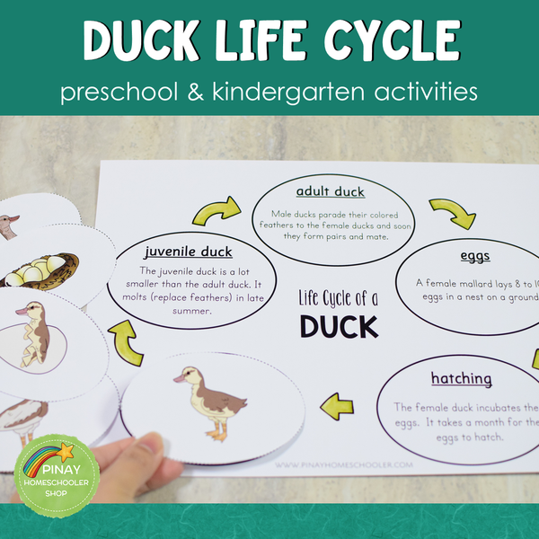 Duck Life Cycle Activity Set