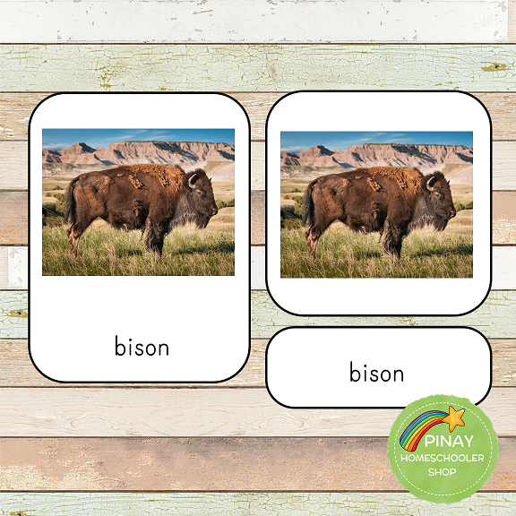 Montessori North America Toob 3 Part Cards