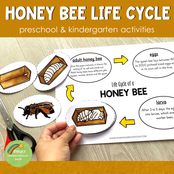 Honey Bee Life Cycle Set - Preschool & Kindergarten Science Centers