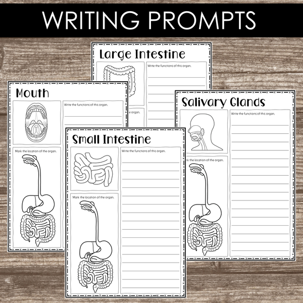 Montessori Inspired Digestive System Learning Packet