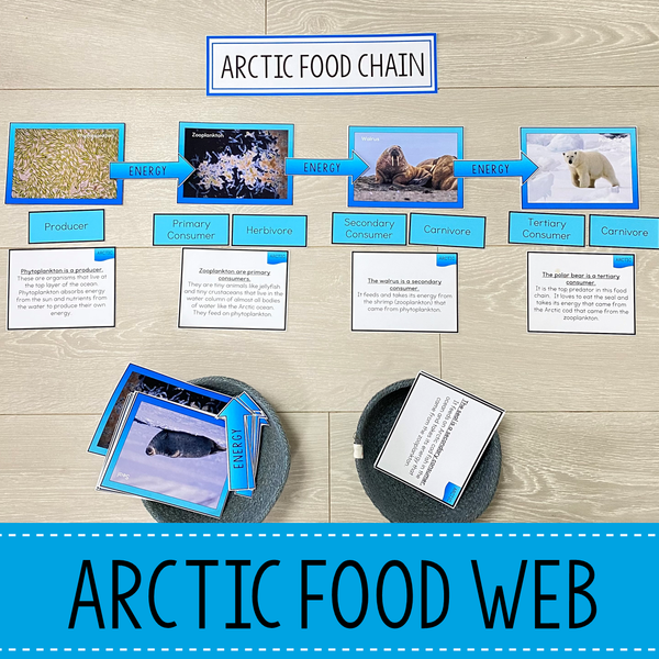 Food Chains and Food Webs Animal Habitat BUNDLE