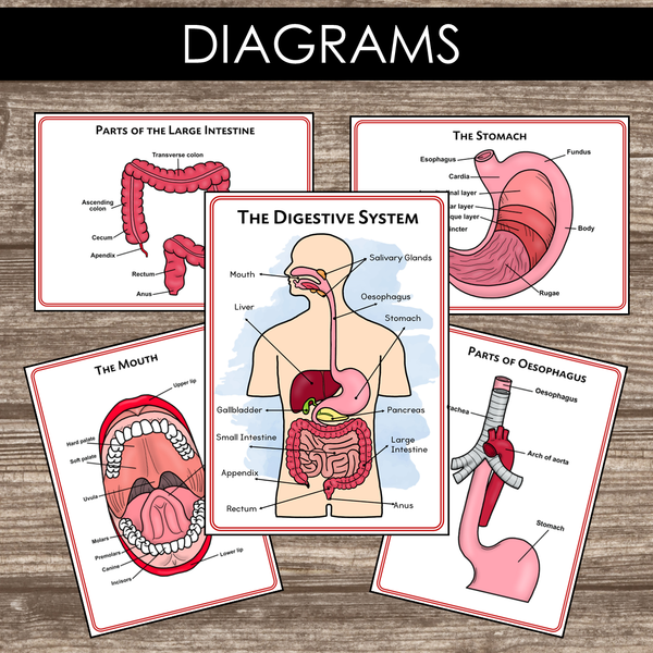 Montessori Inspired Digestive System Learning Packet