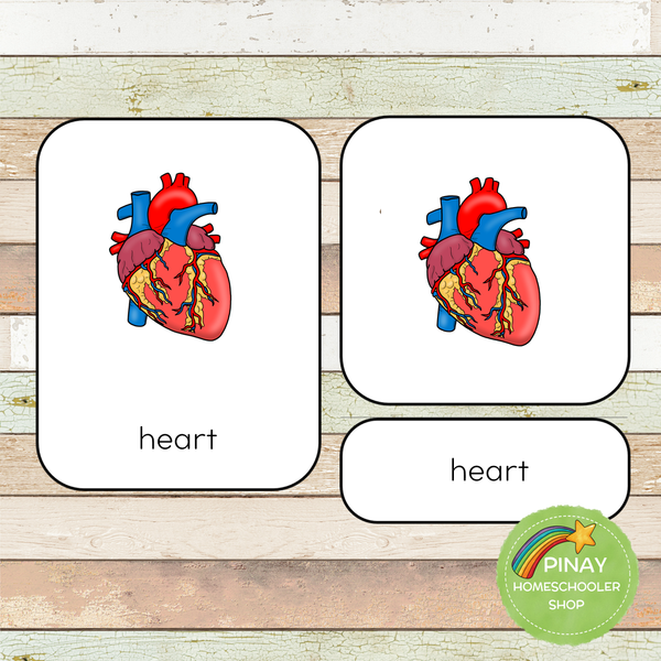 Circulatory System Montessori Learning Pack