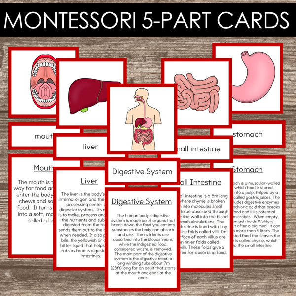 Montessori Inspired Digestive System Learning Packet