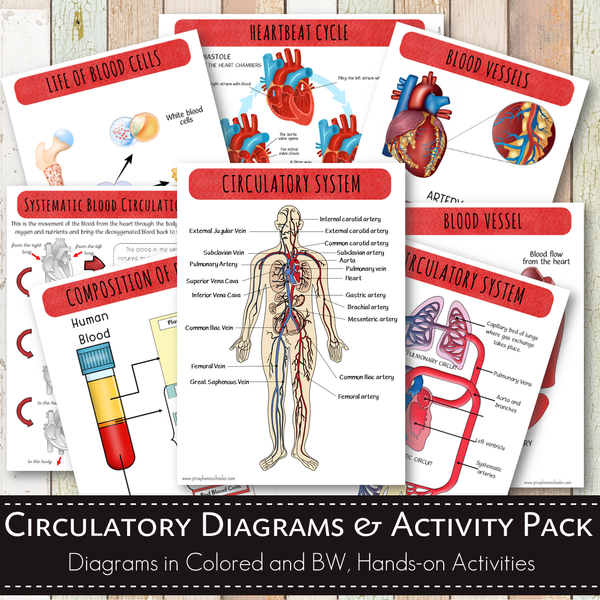 Circulatory System Bundle Pack