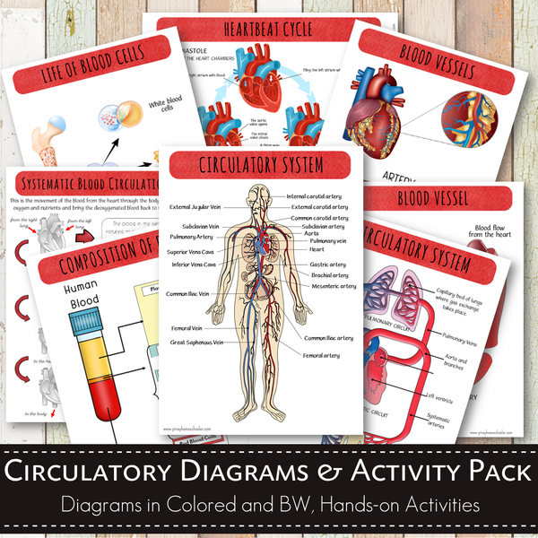 Circulatory System Activity Pack and Diagrams