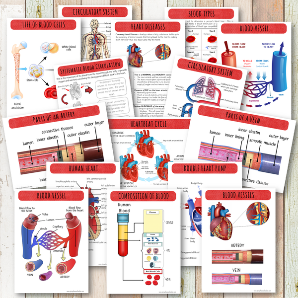 Circulatory System Activity Pack and Diagrams