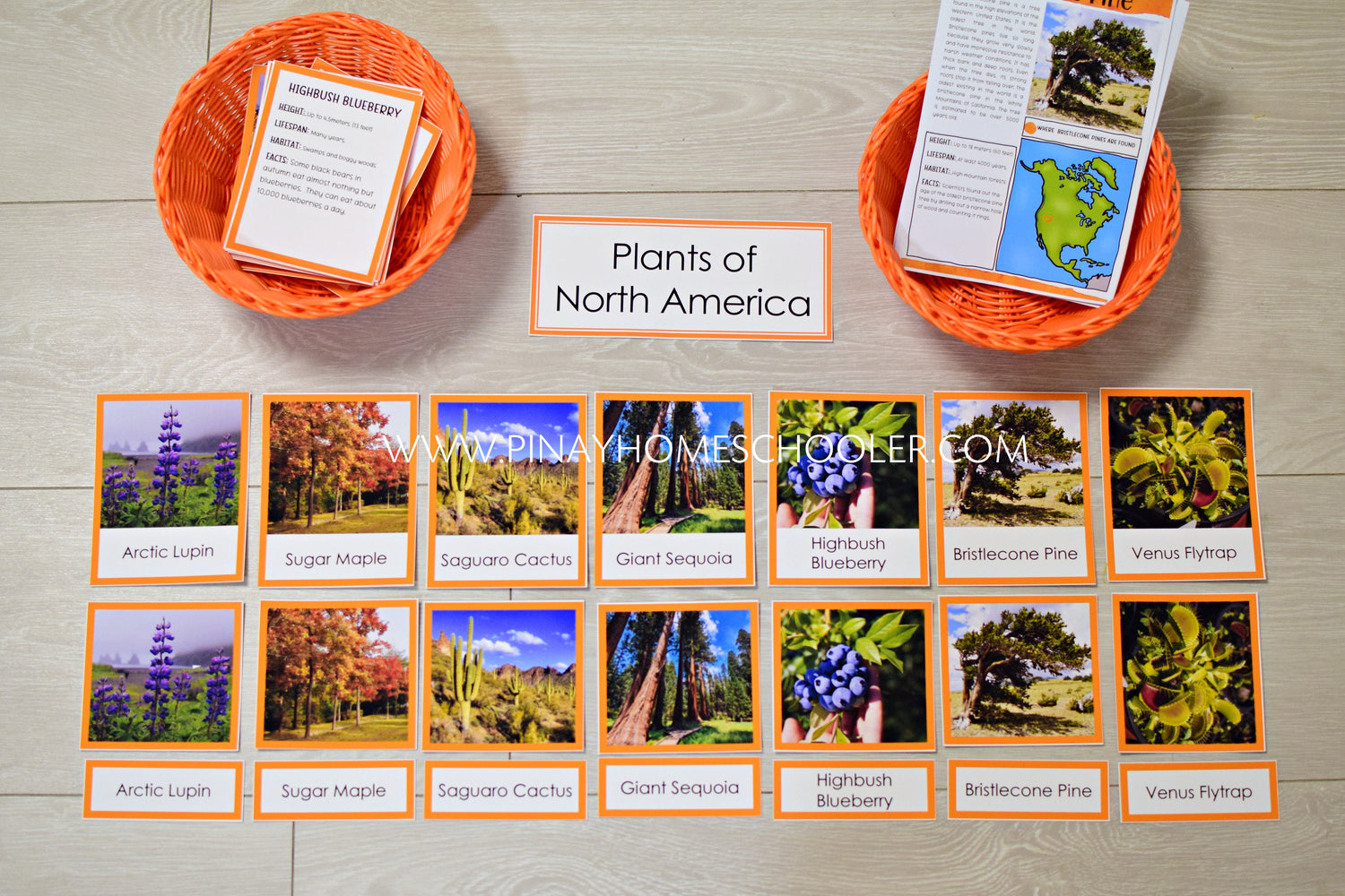 Plants of North America - Montessori Continent Study