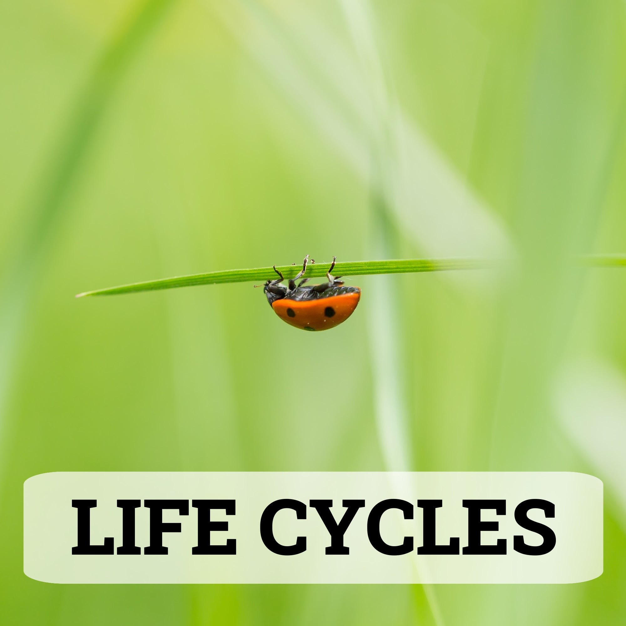 Life Cycles