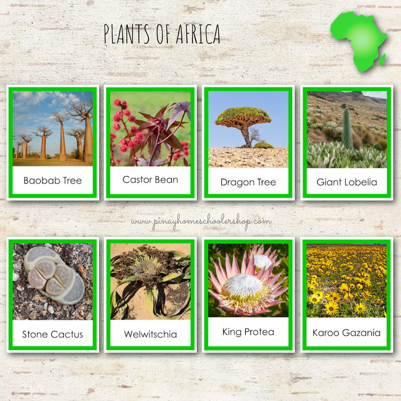 Plants of Africa Montessori 3 Part Cards – Pinay Homeschooler Shop