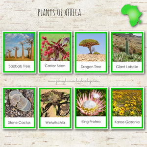 Plants of Africa Montessori 3 Part Cards