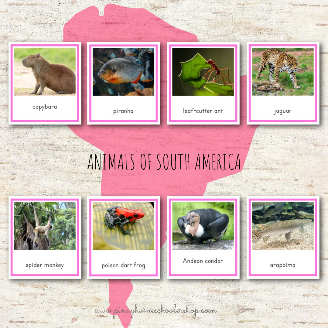 Animals of South America Montessori 3 Part Cards and Fact Cards
