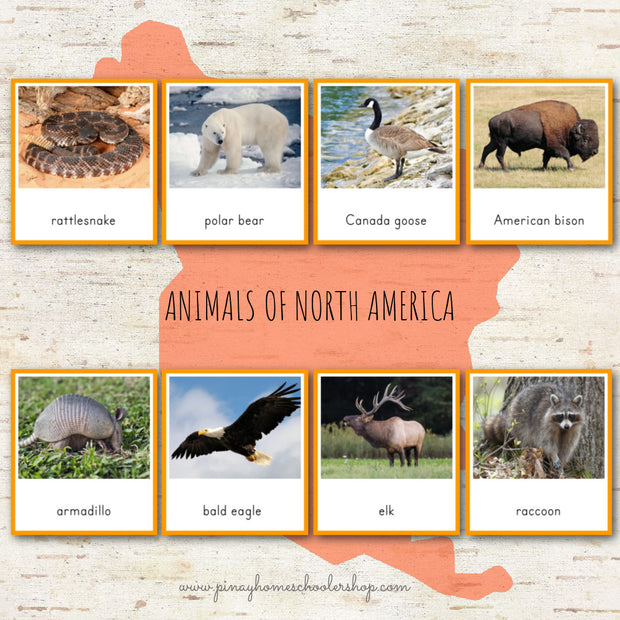Animals of North America Montessori 3 Part Cards and Fact Cards – Pinay ...