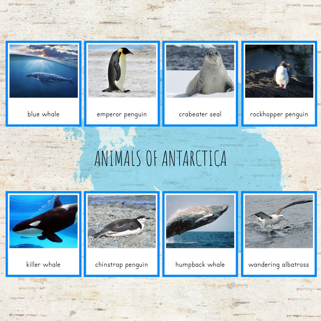 Antarctic Animals List Rare Unique Animals That Live In Iceland antarctic-animals-list-rare-unique-animals-that-live-in-iceland