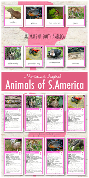 Animals of South America Montessori 3 Part Cards and Fact Cards