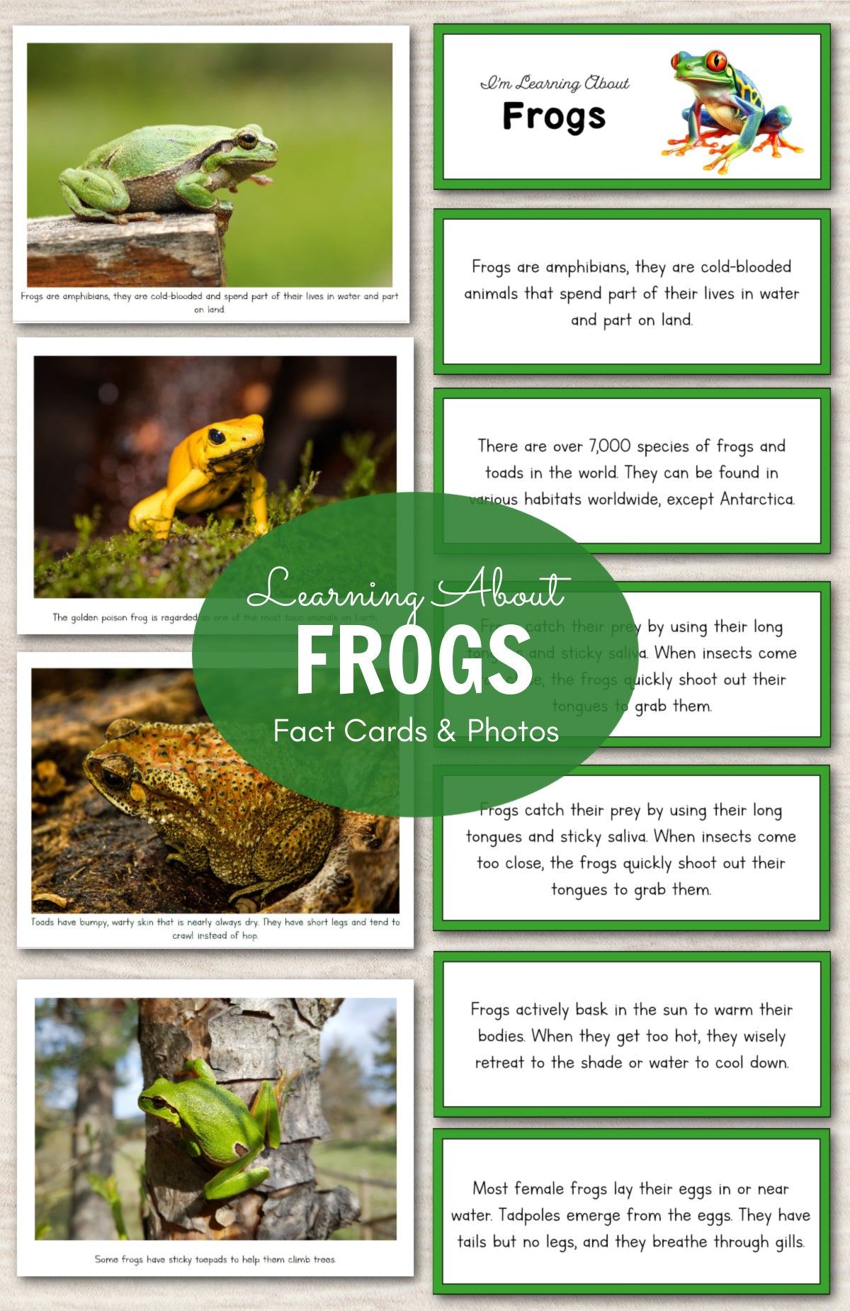 Learning About Frogs - Fact Cards and Photos