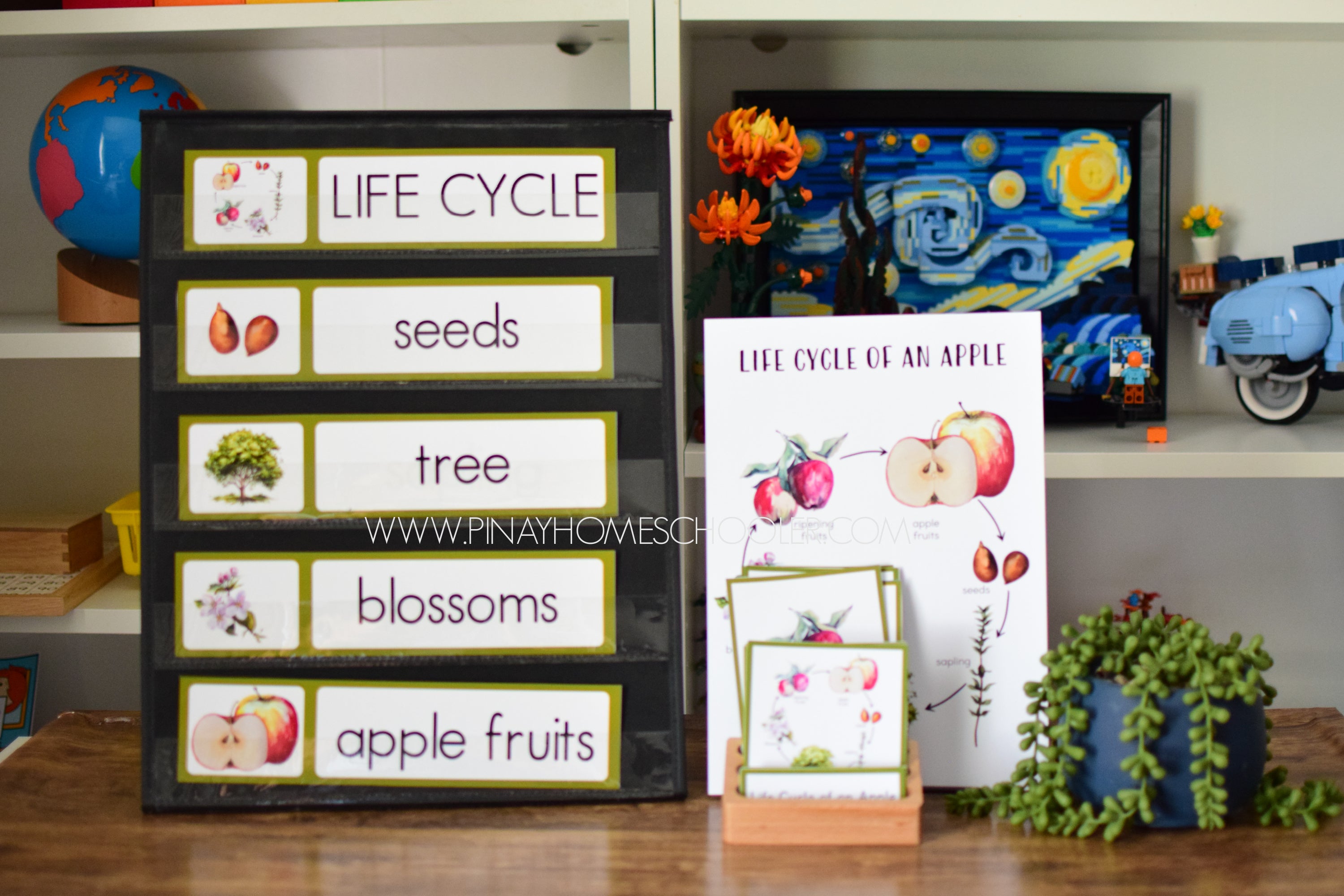 Dinosaur Life Cycle - Montessori and Science Centers