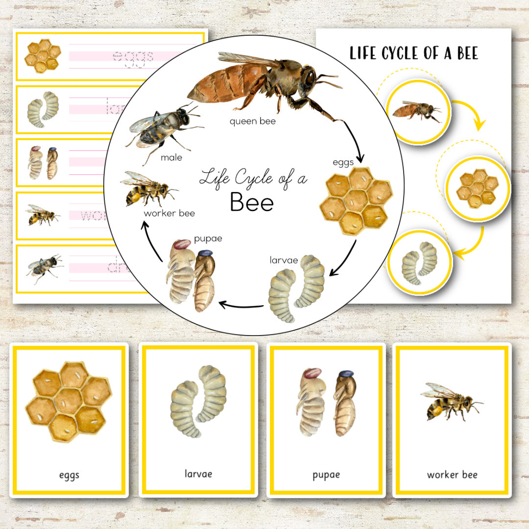 Honey Bee Life Cycle Montessori Inspired