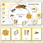 Honey Bee Life Cycle Montessori Inspired