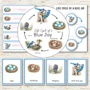 Blue Jay Bird Life Cycle Montessori Inspired