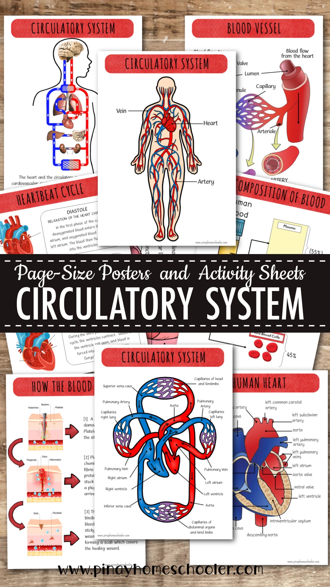 Circulatory System Activity Pack and Diagrams