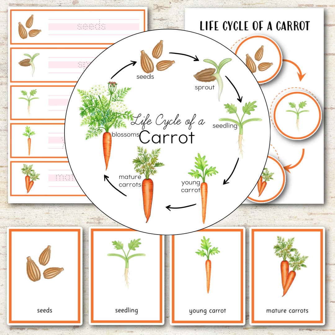 Carrot Life Cycle - Montessori Inspired