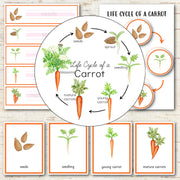 Carrot Life Cycle - Montessori Inspired