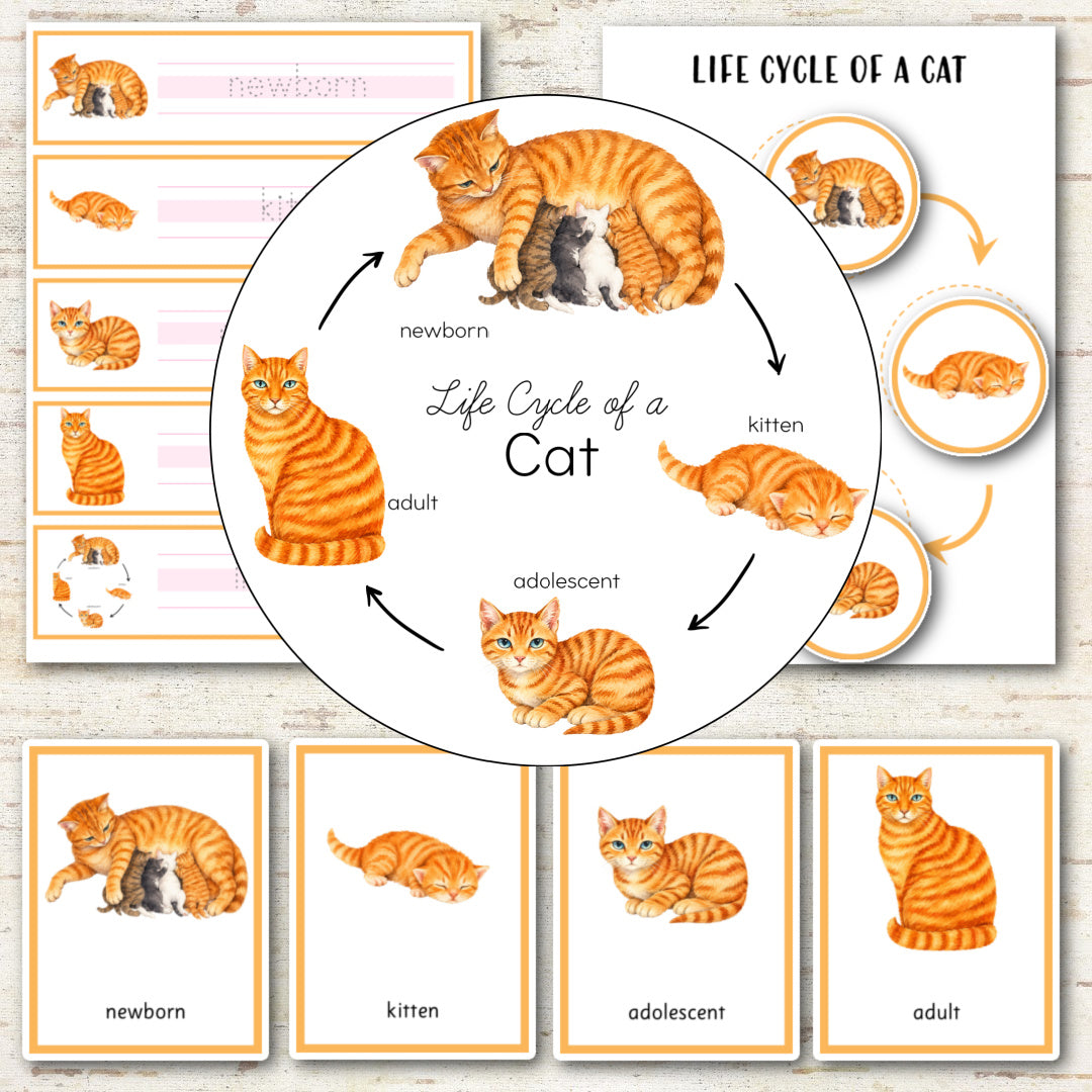 Cat Life Cycle - Montessori Inspired