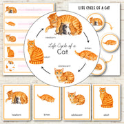 Cat Life Cycle - Montessori Inspired
