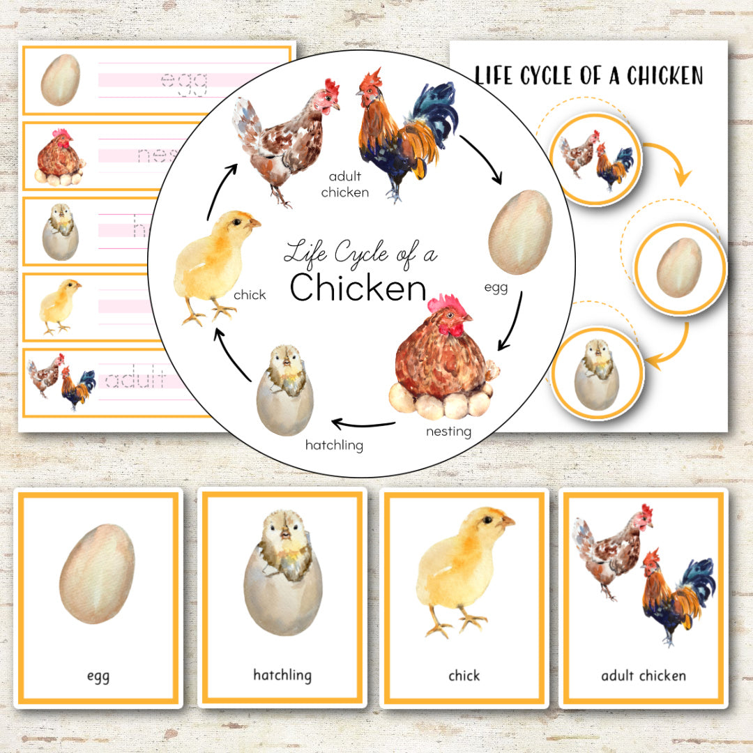 Chicken Life Cycle Montessori Inspired