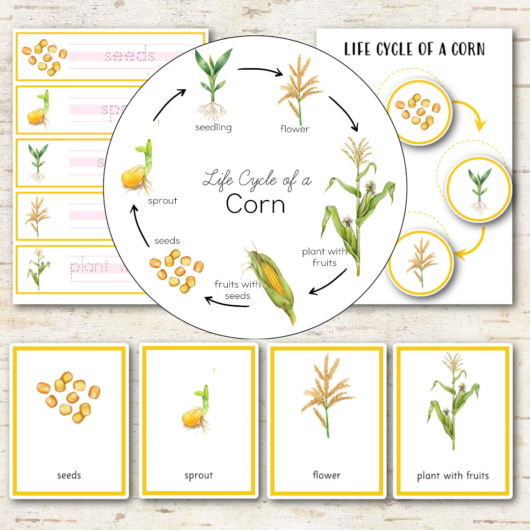 Corn Life Cycle - Montessori Inspired