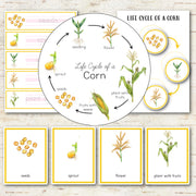 Corn Life Cycle - Montessori Inspired