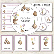 Crocus Life Cycle Montessori Inspired
