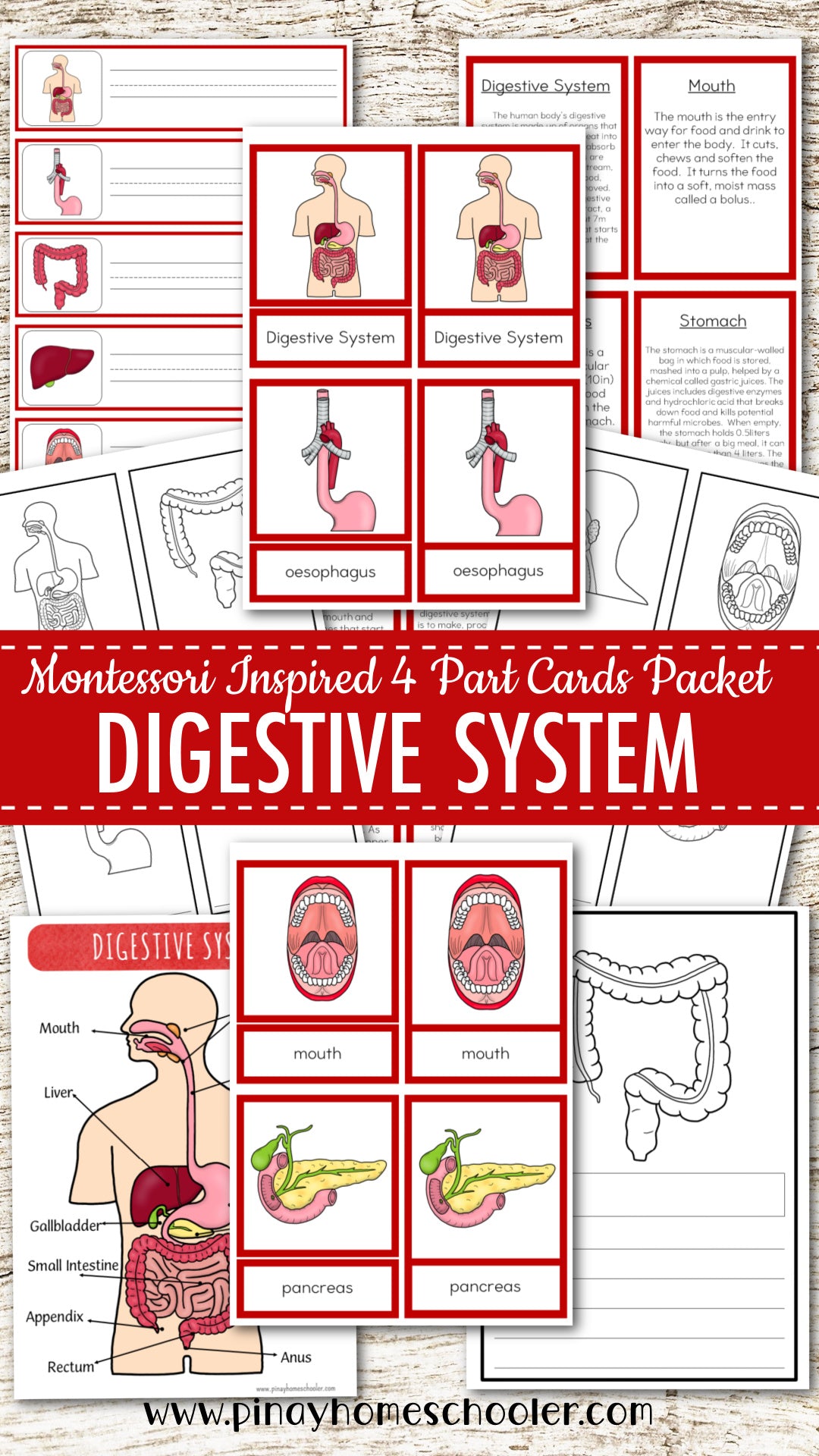 Montessori Inspired Digestive System Learning Packet