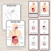 Digestive System Montessori 3 Part Cards | 4 Part Cards