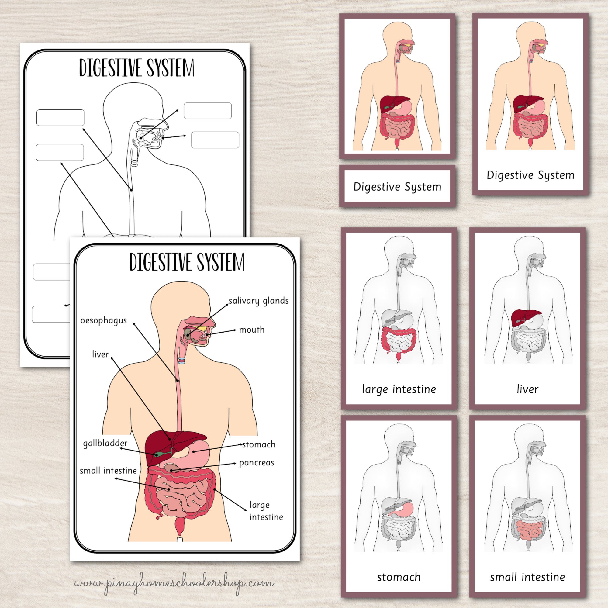 Digestive System Montessori 3 Part Cards | 4 Part Cards