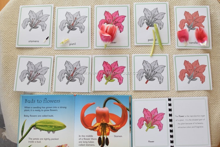 Montessori Parts of a Flower