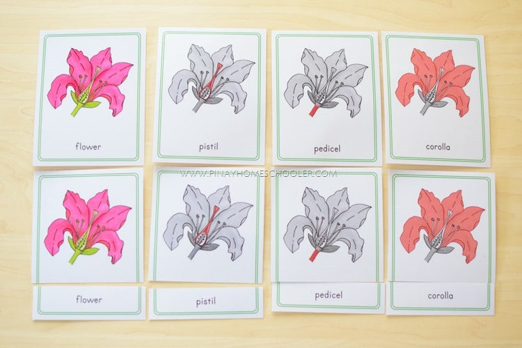 Parts of a Flower - Montessori Inspired