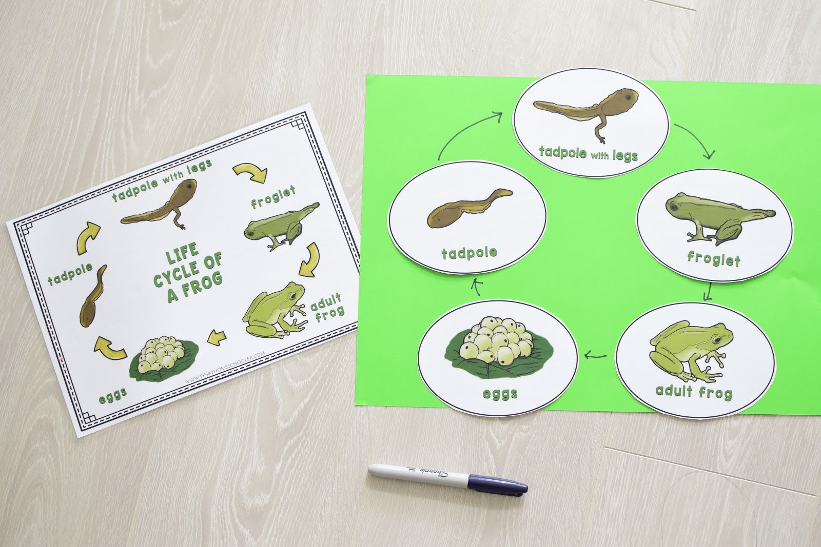 Growing BUNDLE of Life Cycle Activity Sets
