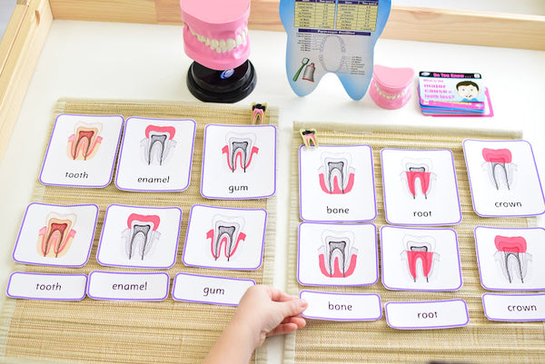 Tooth Cross Section Montessori 3 Part Cards | 4 Part Cards